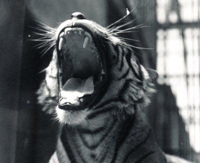 Sam der Tiger gähnt, Juli 1924 von Frederick William Bond